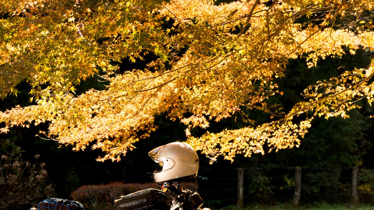 Motorcycle resting on a road covered with autumn leaves
